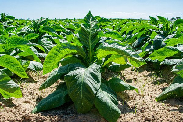 Plantaciones de tabaco Virginia, en el  área Experimental de Santa María, San Luís, en Pinar del Río, Cuba, 11 de febrero de 2021. ACN FOTO/Rafael FERNÁNDEZ ROSELL